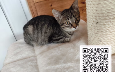 Kocourek týdne: Rexík