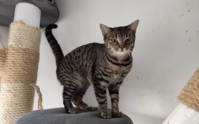 Messa hledá nový domov