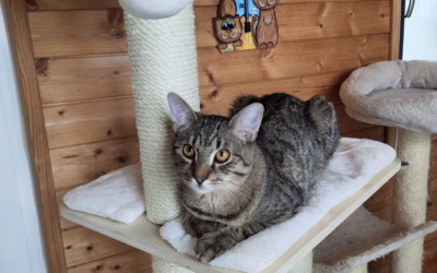 Kamarádský Honzíček čeká na svůj domov