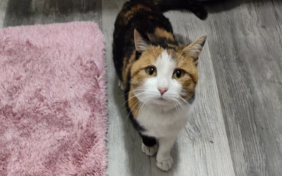 Nový příjem – Esmeralda