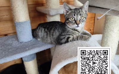 Kocourek týdne: Rexík