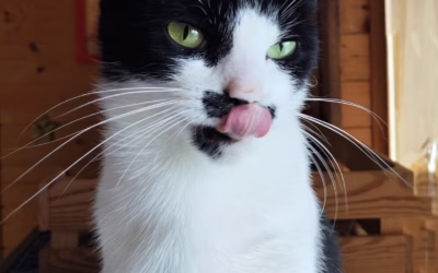 Kočička týdne: Berenička