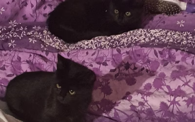 Sazínek a Blackoušek odešli do nového domova