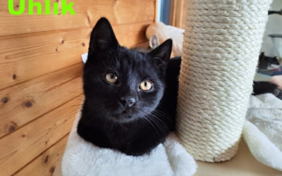 Nový příjem z Lišan