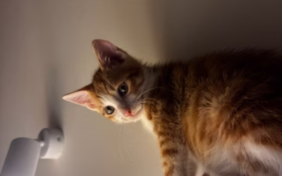 Do nového domova odjel Samíček