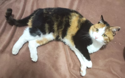 Esmeralda si užívá povalování na dece