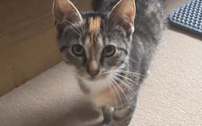 Do nového domova v Německu odjela Boženka