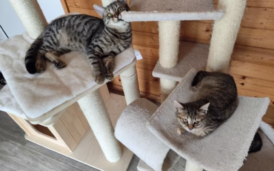 Mourečci čekají na nový domov