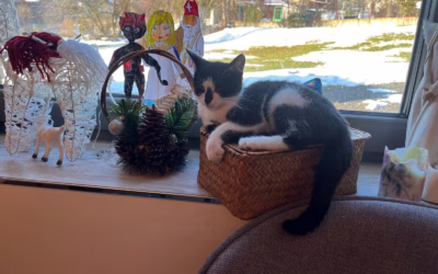 Do nového domova odjel Barnabášek