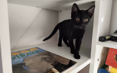 Jája roste jako z vody