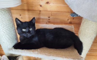 Sazička hledá nový domov