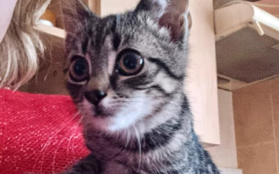 Kocourek týdne Rexík našel nový domov!