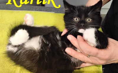 Nový příjem z Lán