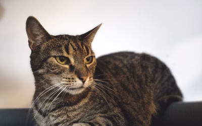 Mourinka Jindřiška