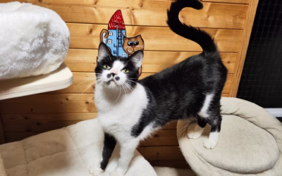 Komunikativní Berenička hledá nový domov