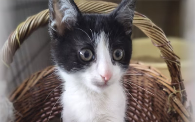 Krásnou adventní neděli přeje Zuzanka