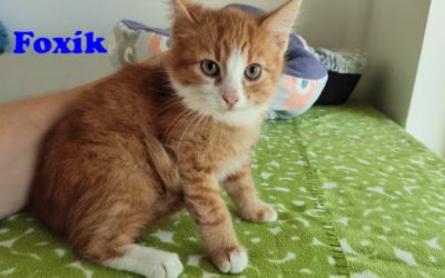 Foxík