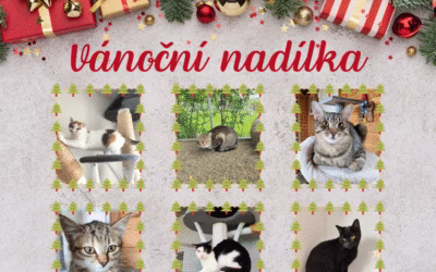 Do nadílky přibylo dalších 6 kočiček