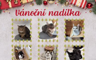 Dalších šest kočiček je ve Vánoční nadílce