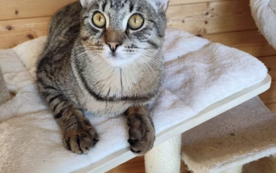 Honzíček čeká na svého páníčka