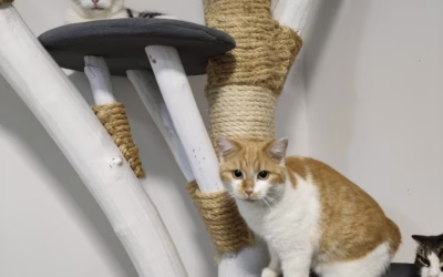 Hélinka, Žihadýlko a Sněhurečka zdraví