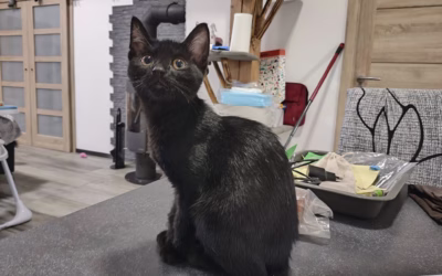 Pac a pusu posílá Jája