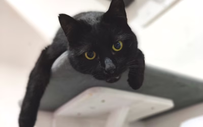 Kocourek týdne: Pacínek