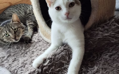 Bílomoureček Leonek