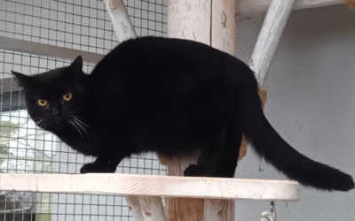 Rudlinka musela podstoupit operaci zoubků