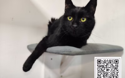 Kocourek týdne: Pacínek