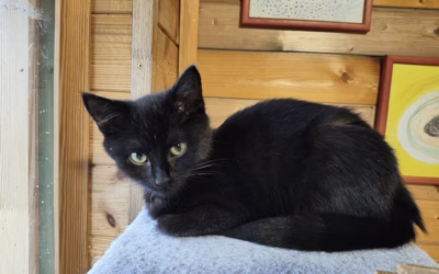 Sazička by potřebovala nový domov