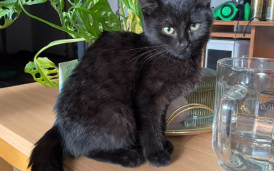 Do nového domova odjela Uhlička