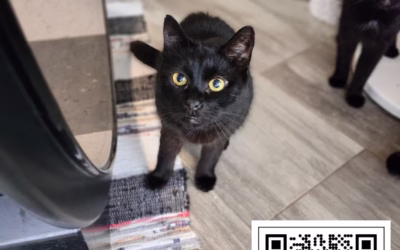 Kocourek týdne: PACÍNEK