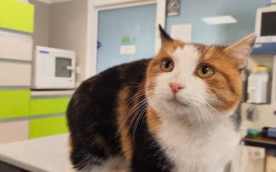 Hélinka na veterině