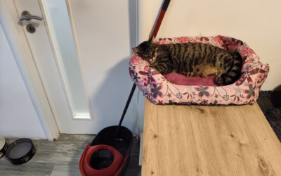 Anežka má dnes hotovo