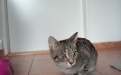 Do nového domova odjel Fanoušek