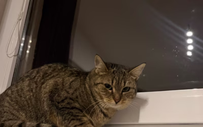 Do nového domova odjela Lucinka