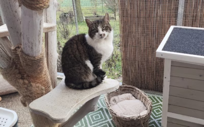 Sněhurka při druhé adventní neděli