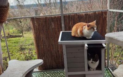 Hélinka a Sněhurečka na terase