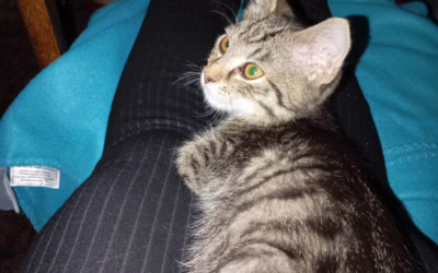 Do nového domova odjel Maxík