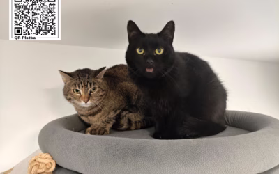 Kocourek týdne: Pacínek