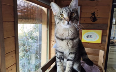 Honzíček vyhlíží svého páníčka