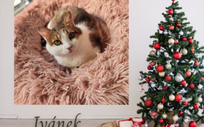 Vánoční nadílka – Ivánek