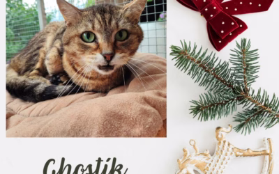 Vánoční nadílka – Ghostík