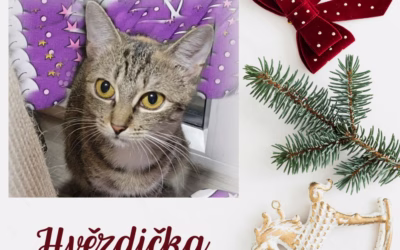 Vánoční nadílka – Hvězdička