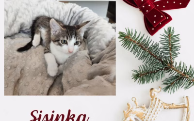 Vánoční nadílka – Sisinka