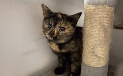 Do nového domova odjela Trixie