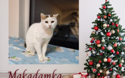 Vánoční nadílka – Makadamka