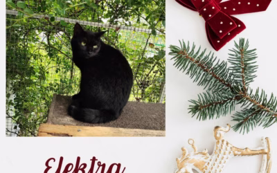 Vánoční nadílka – Elektra