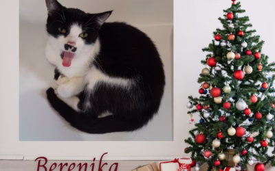 Vánoční nadílka – Berenika